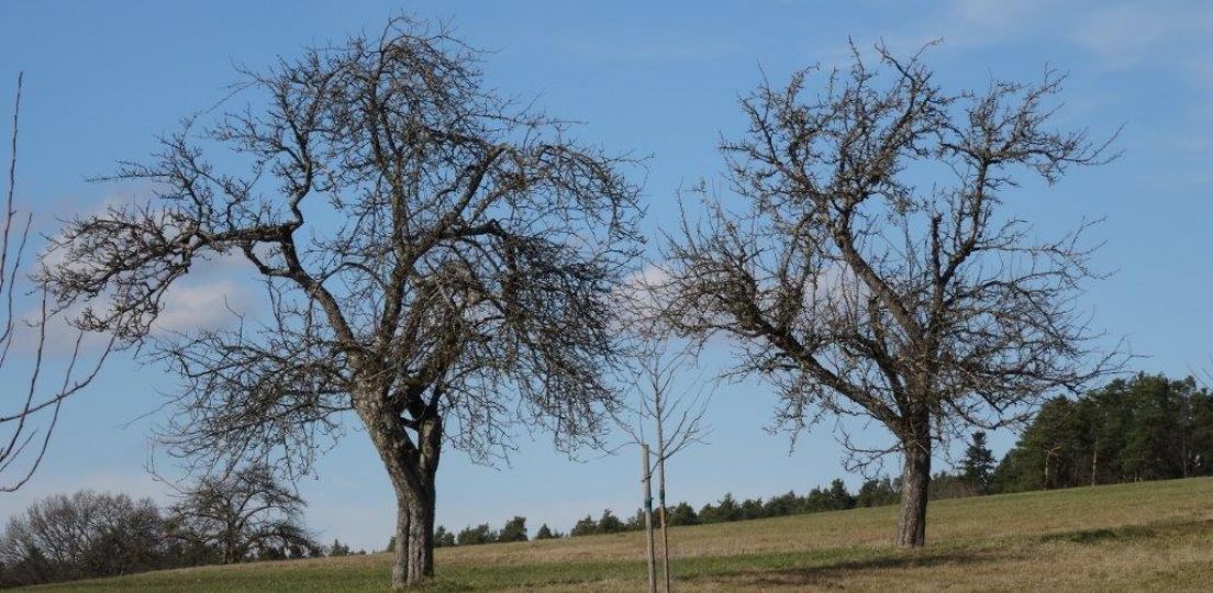 Schnittkurstermine im Enzkreis und im Stadtkreis Pforzheim